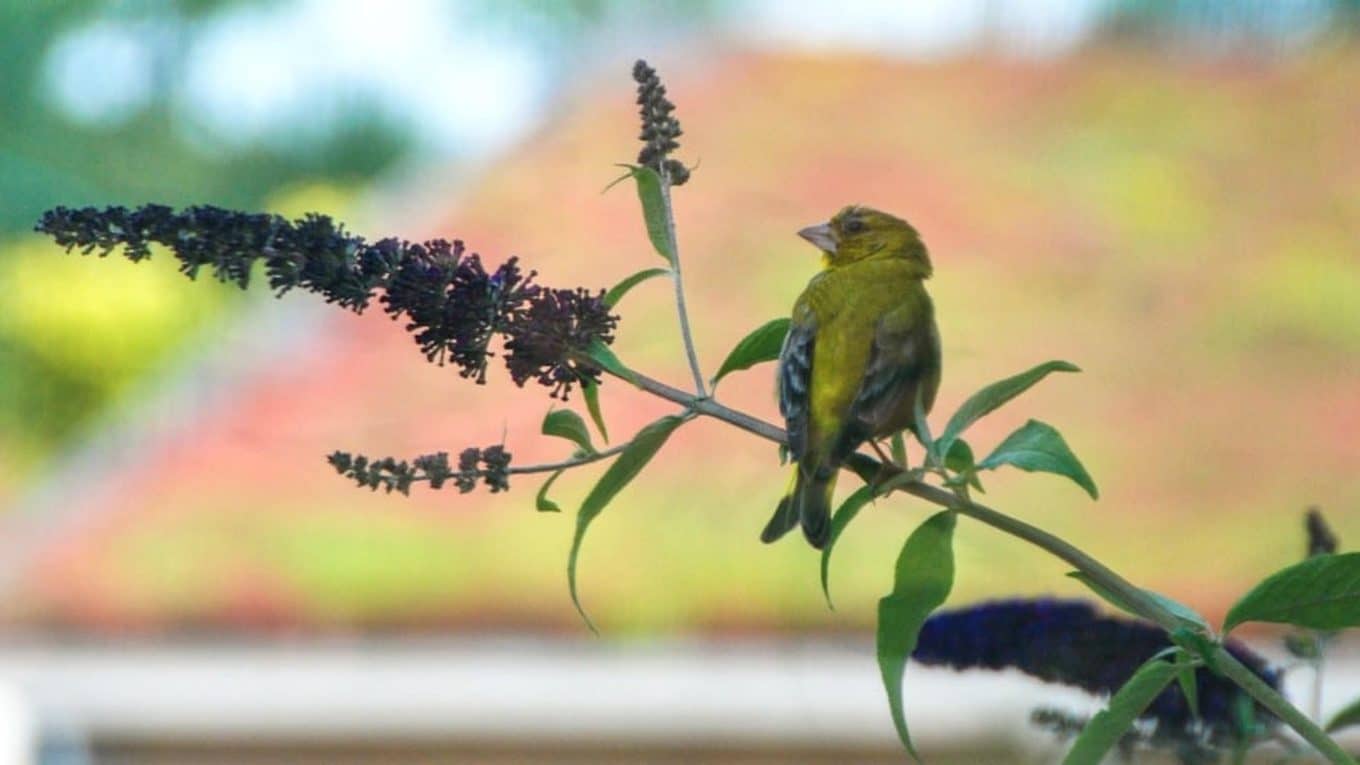 A building bursting with life banner