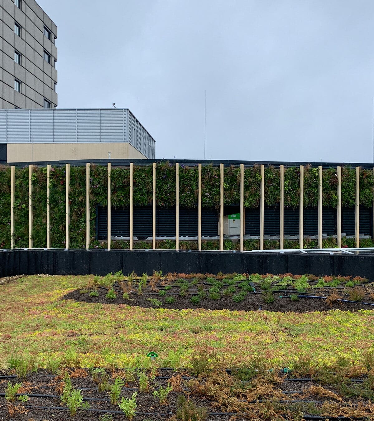 Sempergreen living wall Apeldoorn Radiotherapygroup roof and wall