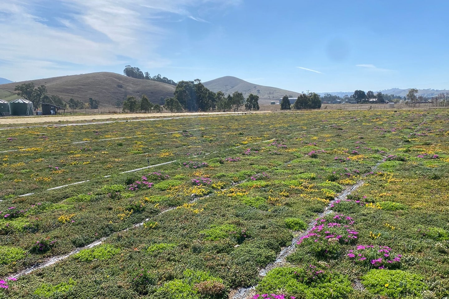 Sempergreen rozszerza swoją działalność na Australię