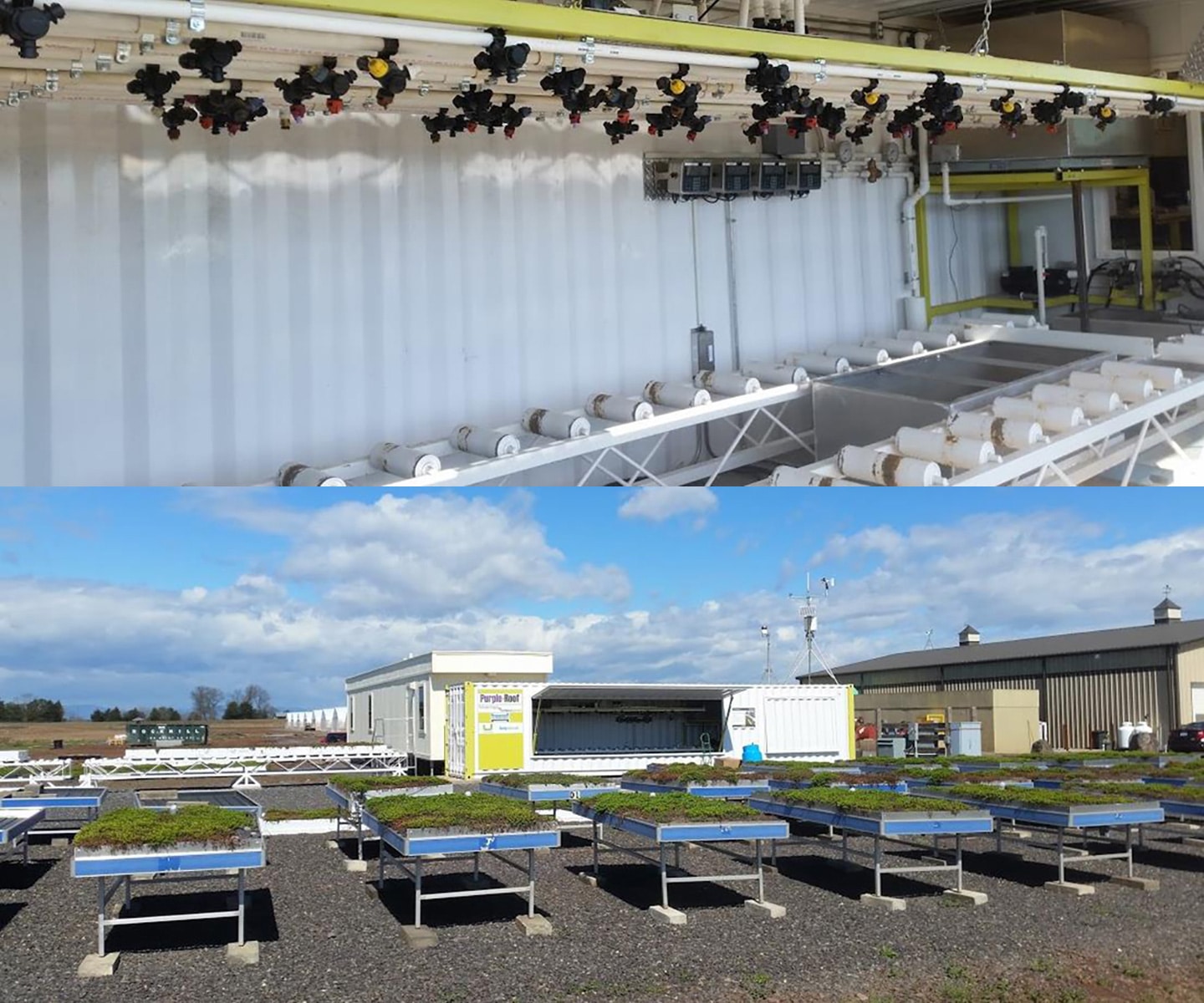 Sempergreen Purple Roof lab