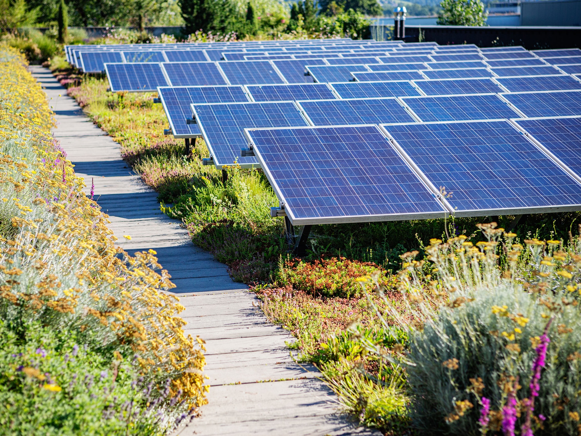 Sempergreen Footprint