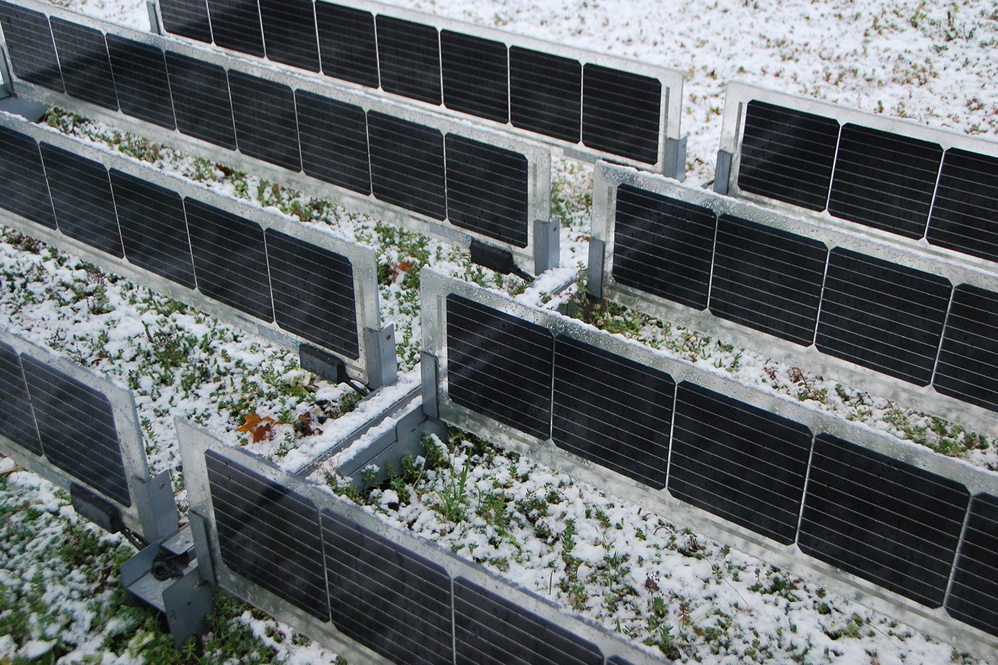 Sempergreen Solar green roofs winter closeup