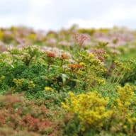 Blooming Sedum plants