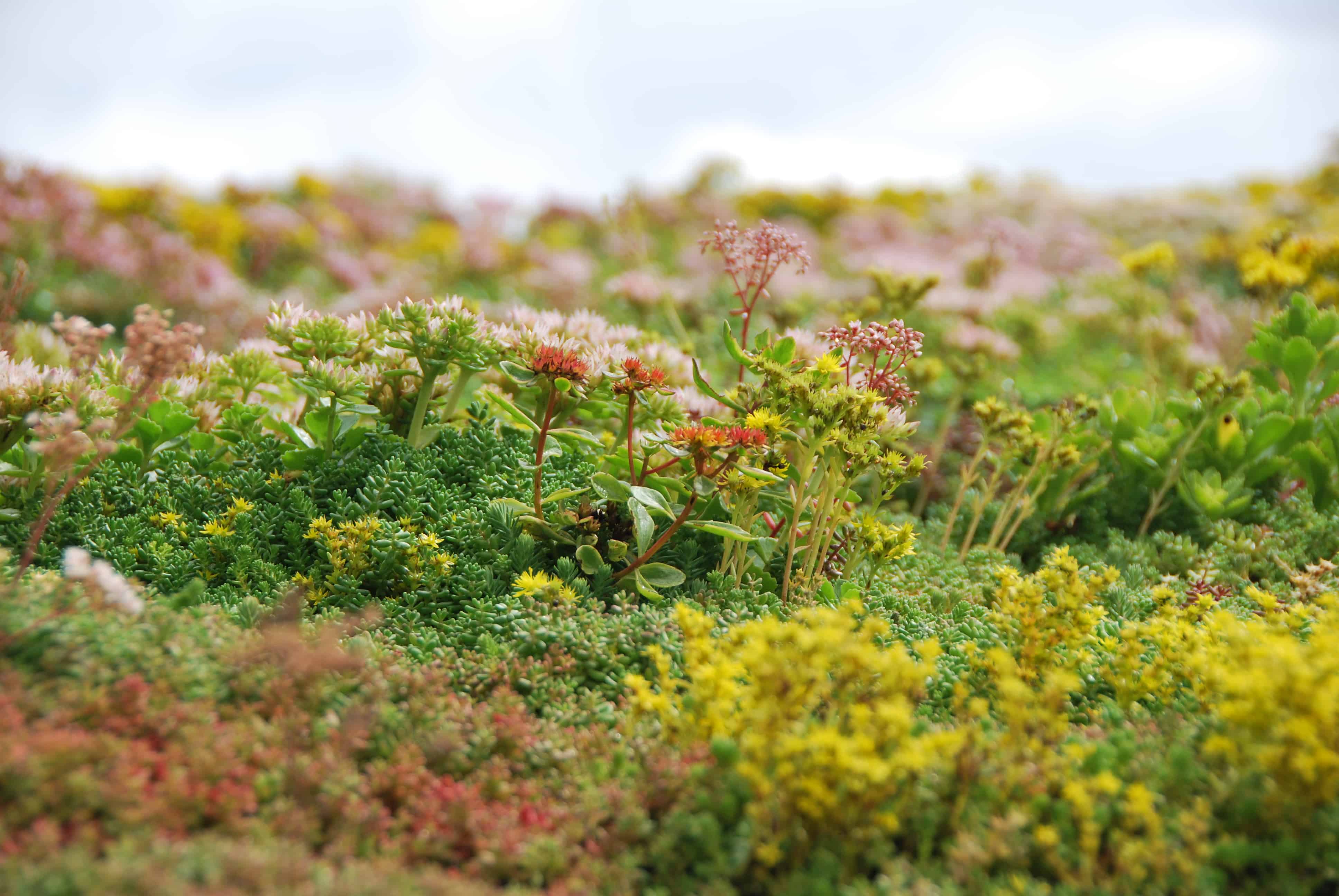 Blooming Sedum plants