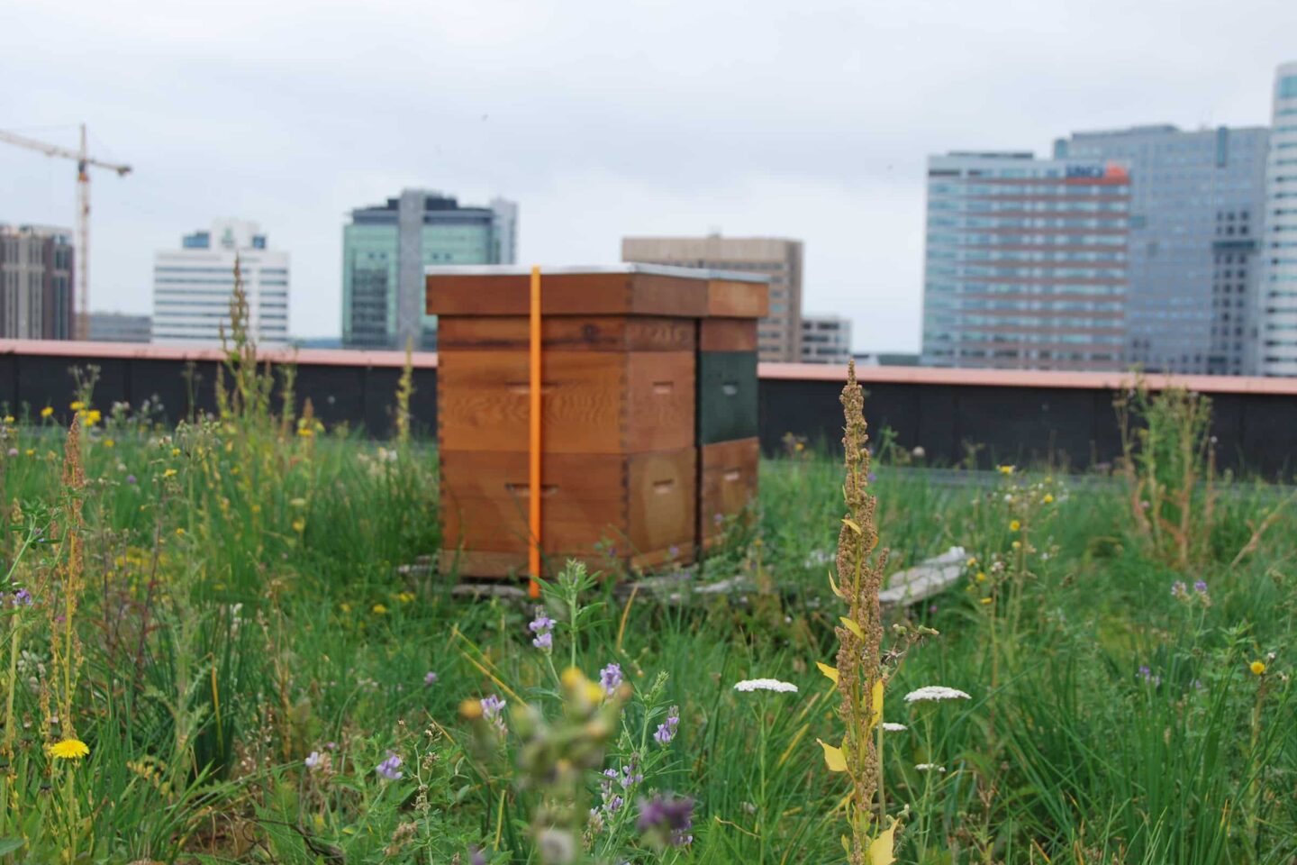 Sempergreen whitepaper biodiversity pano