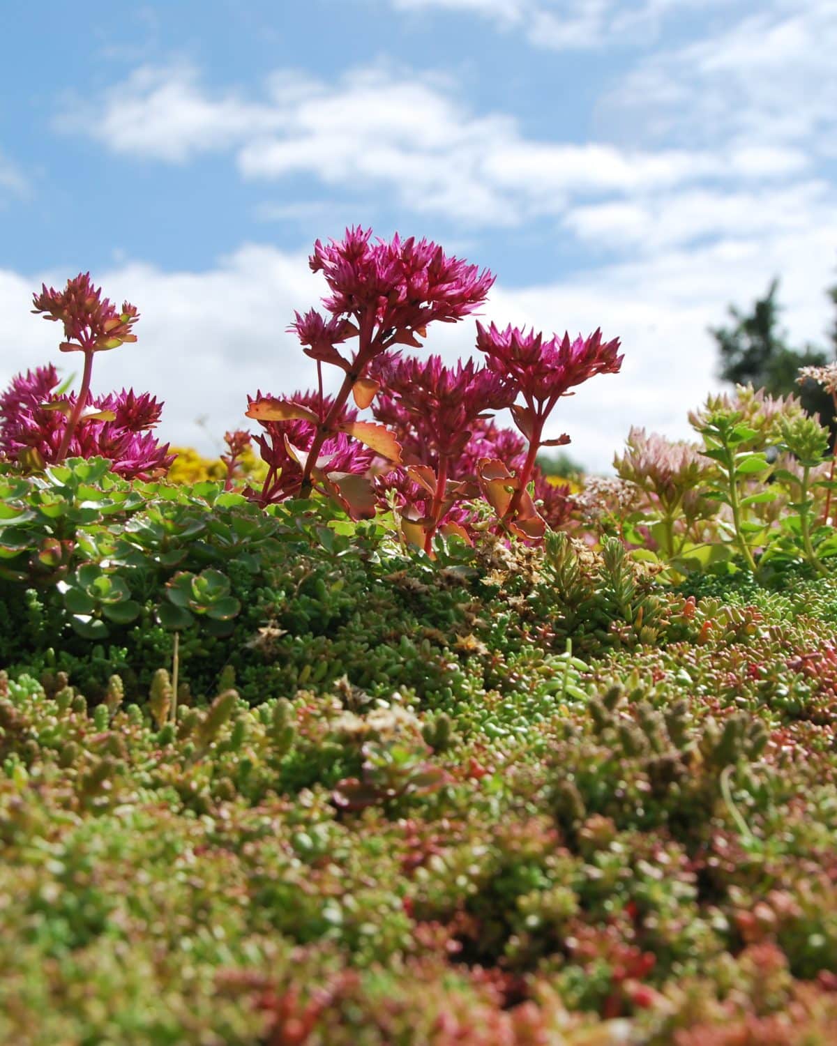 Green roofs with Sedum