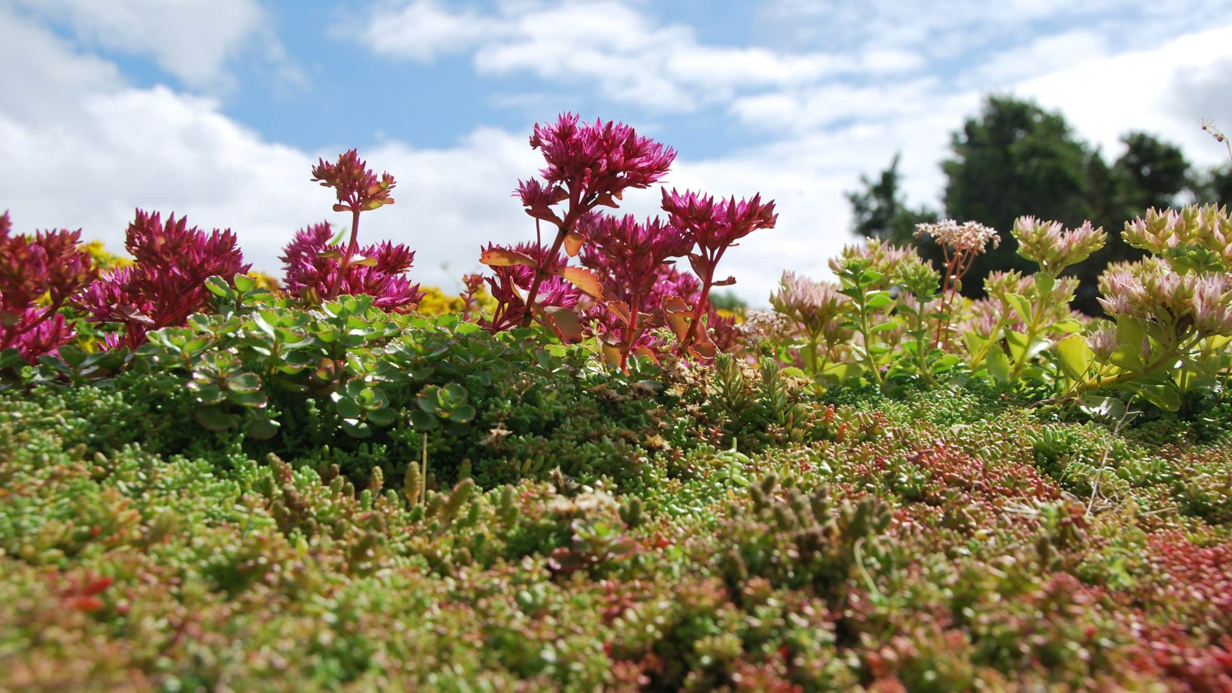 Green roofs with Sedum