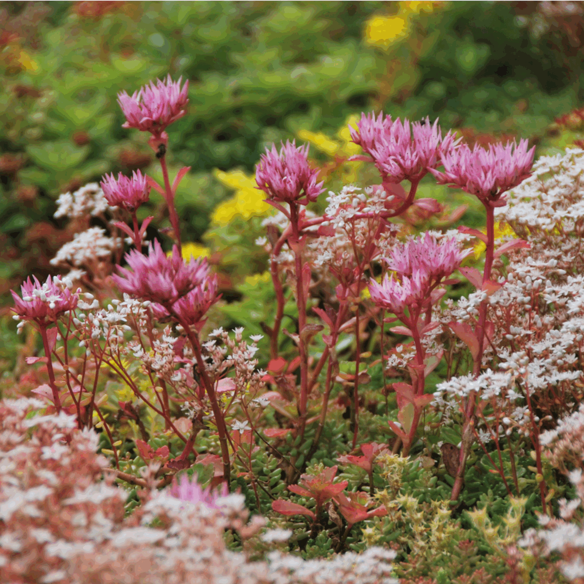 Sempergreen Sedummixmat in bloei