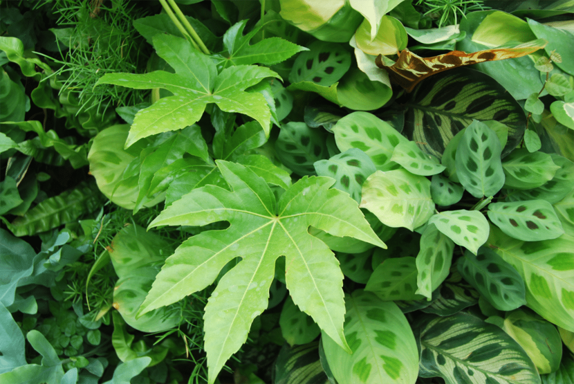 SemperGreenwall indoor plants